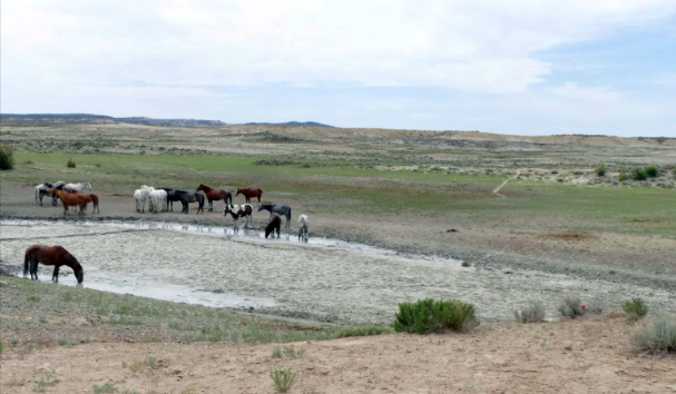 Horses drink from a watering hole